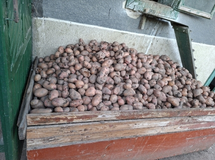 Домашня картопля