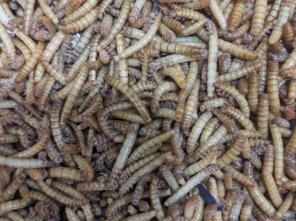 Борошняний хрущак.