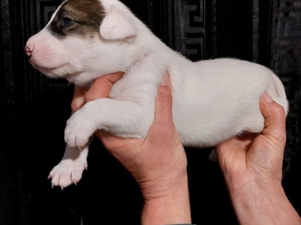 Метиси бультер'єра