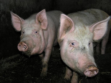 Свиня домашнє годуван