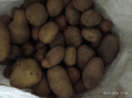 Велика картопля