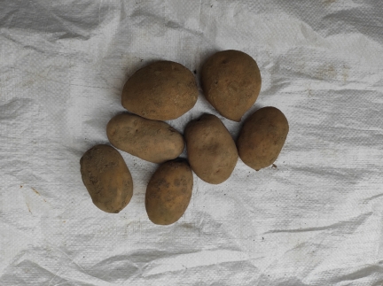 Картопля велика