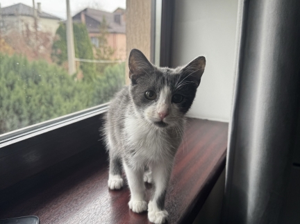 Віддам кошеня котика кіт