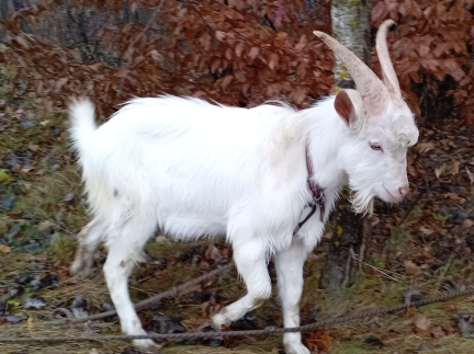 Цап для покриття.