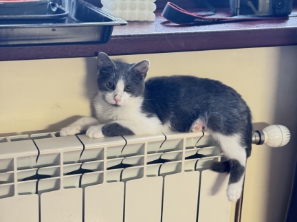 Віддам в добрі руки кошеня