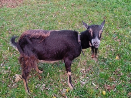 Молочну козу