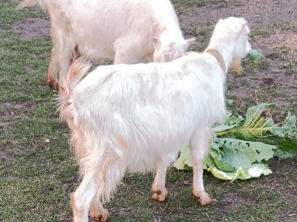 Коза Зааненської породи