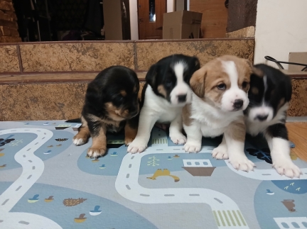 Віддам в добрі руки чудових цуциків