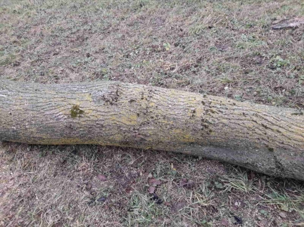 Горіх кругляк .