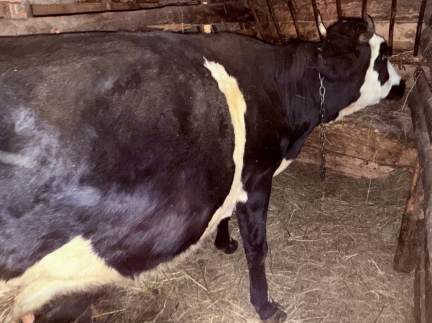 Молода корова