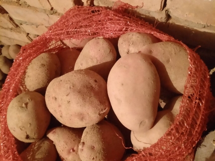 Домашня картопля