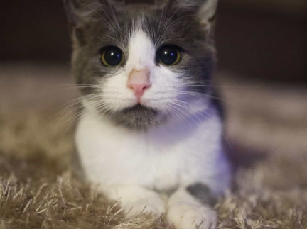 Віддам в добрі руки котика