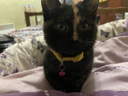 Віддам кицю в добрі руки