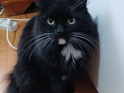 Віддам кицю в добрі руки