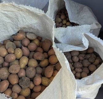 Дрібну картоплю