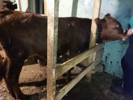 Бичка 9 місяців