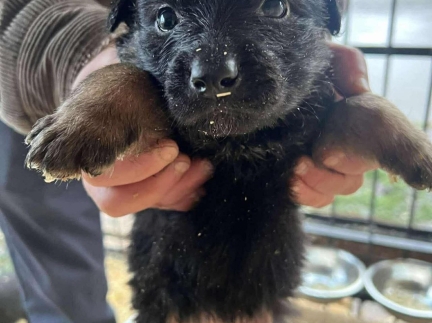Цуценята в добрі руки КАЛУШ ❗️