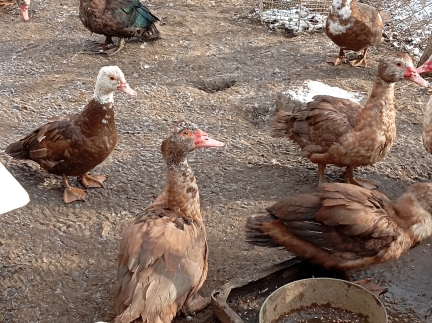 Тварини кози качки