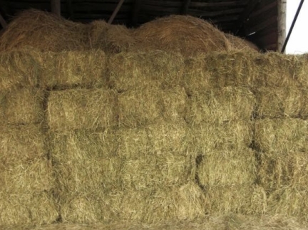 Тюки сіна недорого