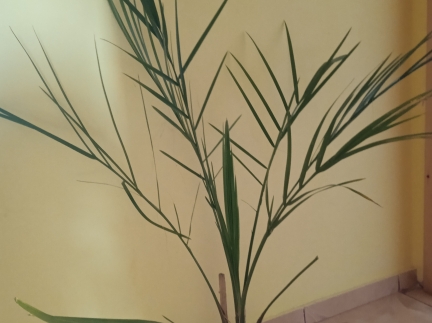 Вазон кімнатний