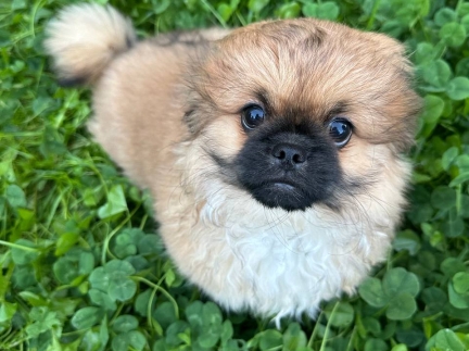 Цуценя дівчинку