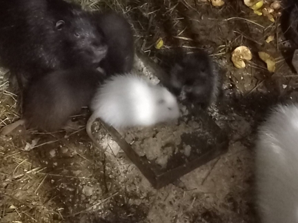 Молодняк і дорослих нутрій