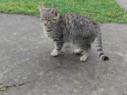 Віддам в добрі руки