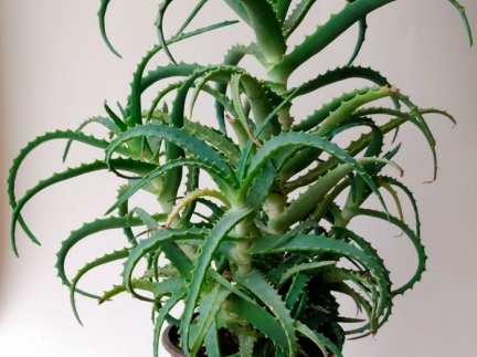 Вазон кімнатний