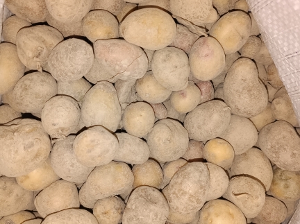 Дрібну каролю