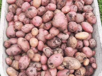 Картопля домашня