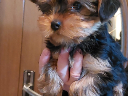 Дівчинка два місяця