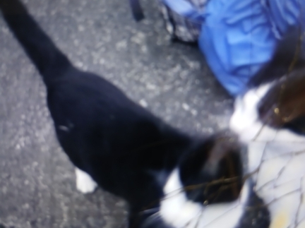 Кіт чорний з білим