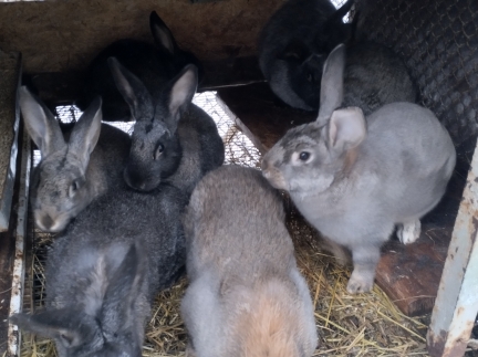 Кролики молодь