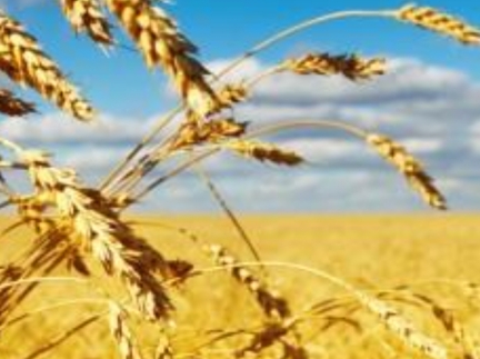 Пшениця в мішках