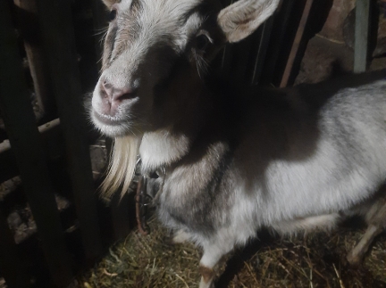 Козу, молоко смачне.