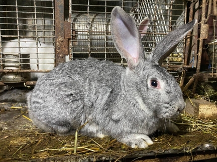 Кролики м. Калуш