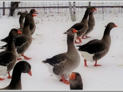 Гуси великої породи.