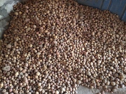 Дрібна картопля