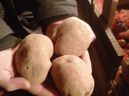 Домашня картопля