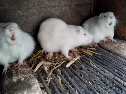 Самець нутрія білий окрас