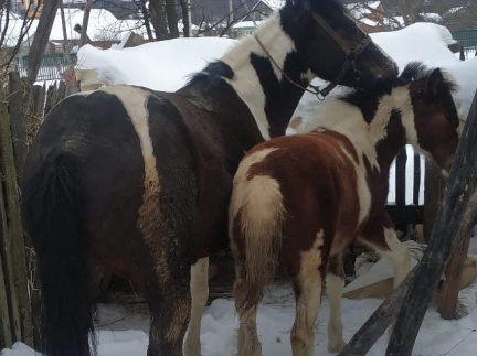 Кобила 4 роки і лоша