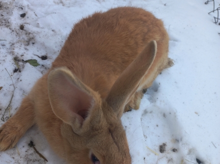 Кролики 3 місяці