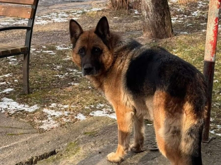 Вівчарка в хороші руки