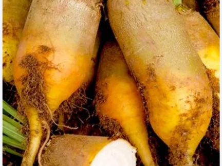 Кормовий буряк