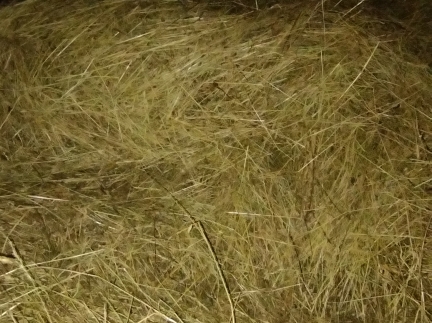 Сіно.