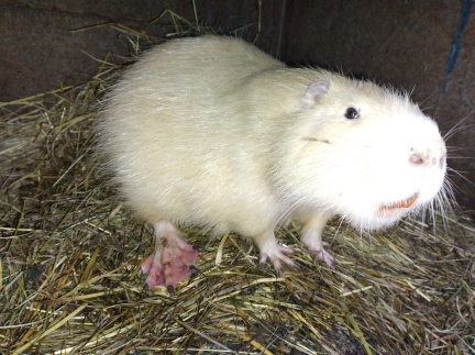 Самець нутрія лимонний