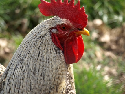 Молоді півники