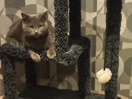 Підставка для кота