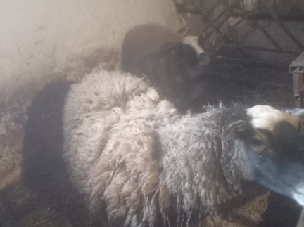 Вівці (овечки)