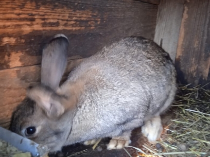 Кролиці для розведення